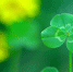 klever - Газета Огни Енисея