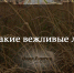 вежливые люди - Газета Огни Енисея