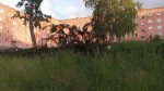 Последствия недавней грозы