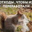 Seria 9 animal poster _A2_3 - Газета Огни Енисея