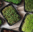 Mix,Of,Microgreens,In,Container,.,Healthy,Superfood,.,Top - Газета Огни Енисея